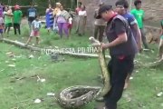 Des indonésiens capturent un anaconda de plus de 8m de long et s amusent avec