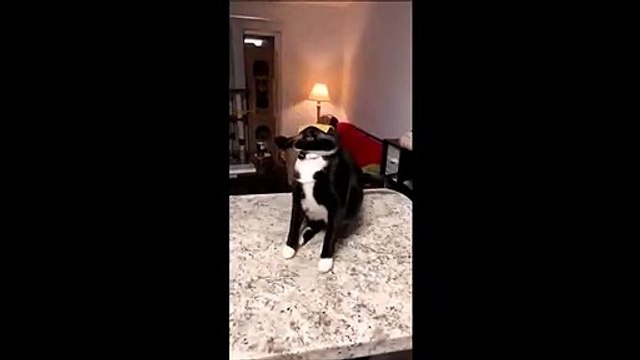 Cheese Challenge avec son chat... Tellement drôle