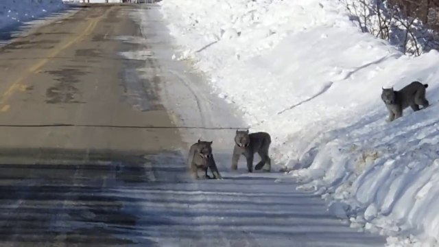 3 lynx aperçus sur une route enneigée du Maine aux usa