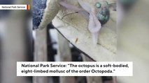 This Nightmare-Inducing Octopus Was Found Floating Amid Marine Debris