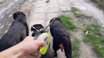Dắt 3 chó Rottweiler khổng lồ đi chơi bờ hồ Trại chó Rottweiler Gervi Hà Nội