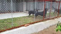 Trại chó Rottweiler Gervi Kennel Hà Nội thời điểm 2017 chuyên chó Rottweiler thuần chủng phả VKA FCI