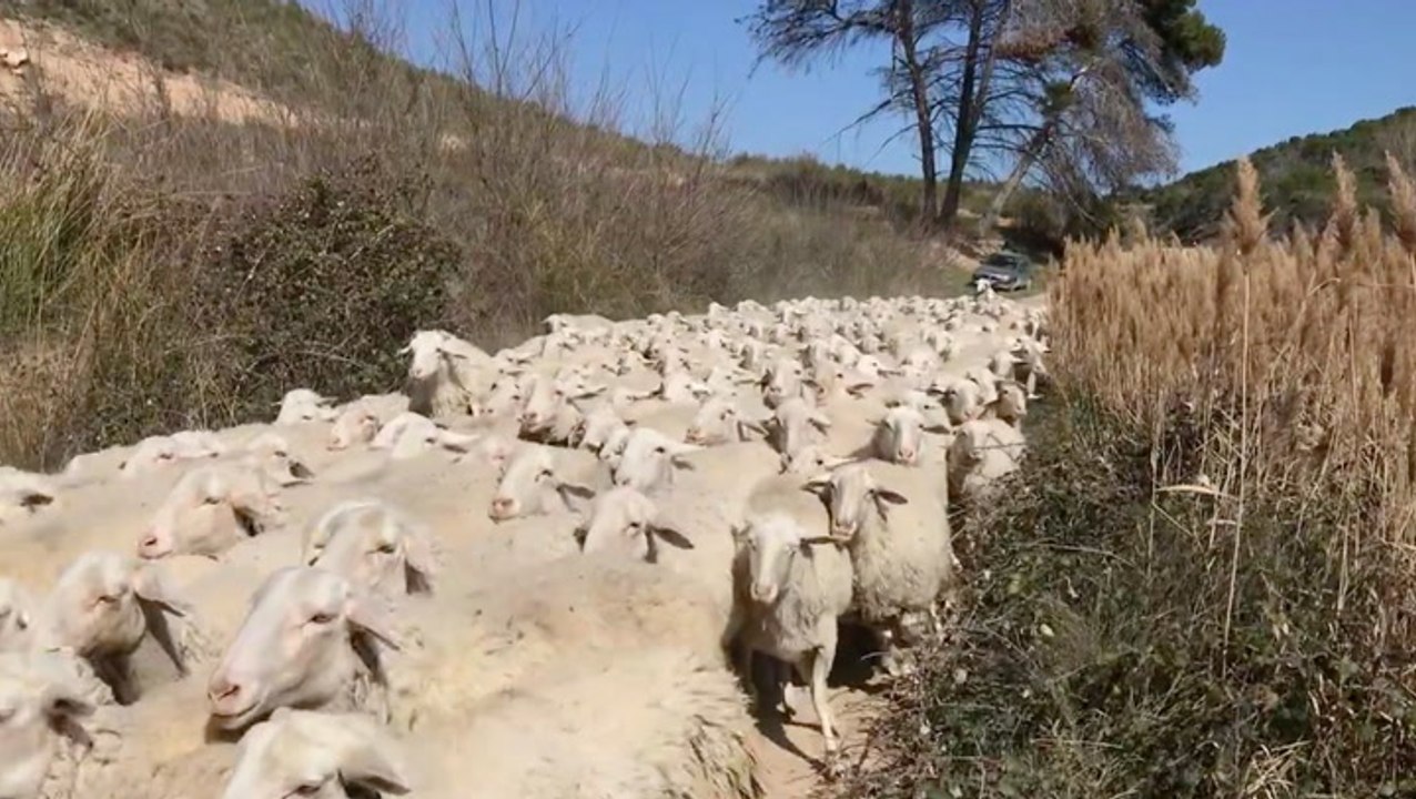 Make Way For The Sheep