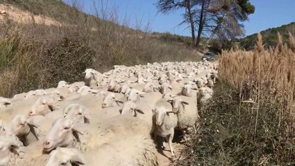 Make Way For The Sheep