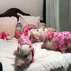 Just Some Pigs and a Pug Getting Ready for Bed