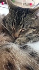 Cat and Lynx Take a Nap Together