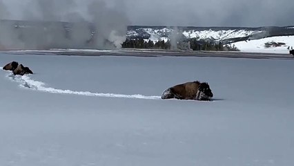 Bison Trudge Through Some Seriously Deep Snow