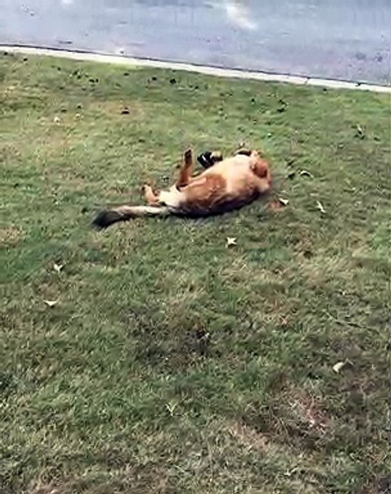 Dog is Not Done Napping
