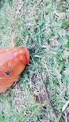 Fish love and very silly!