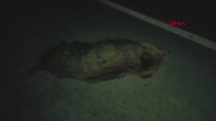 Kırıkkale Yola Çıkan Domuz Sürüsü Kazaya Neden Oldu