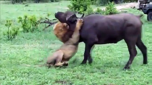Lion vs Buffalo Bull fight back Leopard vs Wild Boar Lion attacks animal Nature Wildlife