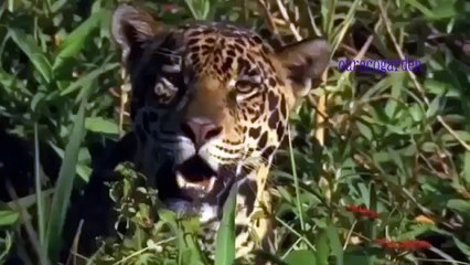 Lion VS Crocodile Great Battle - Most Amazing Moments Of Wild Animal Fight. Discovery Wild Animals