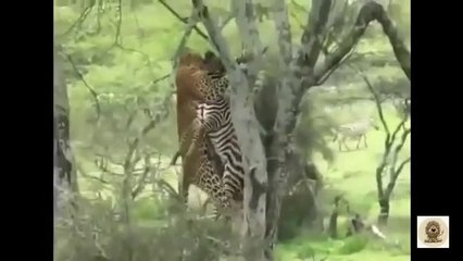 Spectacular macan menarik zebra naik ke atas pohon untuk di makan