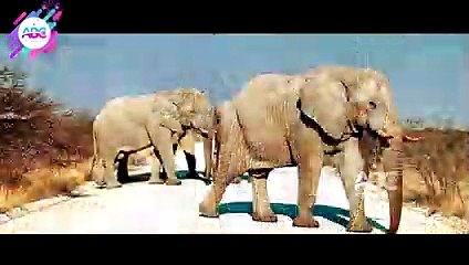 ബൈക്കിൽ നിന്ന് വീണ് അപകടത്തിൽ പെട്ട 4 വയസുകാരിയെ രക്ഷിച്ചത് ഒരു കാട്ടുകൊമ്പൻ