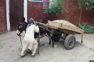 man and donkey working as a tip truck in Pakistan..........Donkey seems patient!
