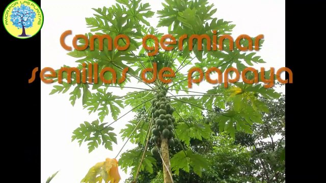 Como germinar semillas de papaya (Carica papaya)