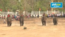 Vietnam's elephant race draws cheers, and critics