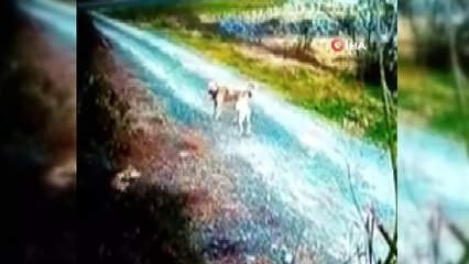 Minibüsün sokak köpeğine çarpma anı kamerada