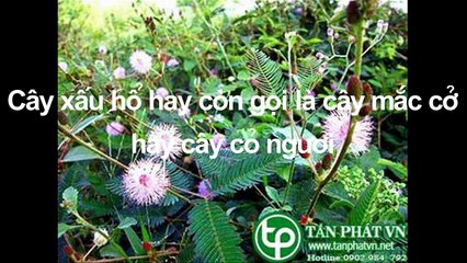 【Địa chỉ bán cây Xấu Hổ tại tphcm】của Tấn Phát HCM 0902 984 792 trị viêm khớp hiệu quả