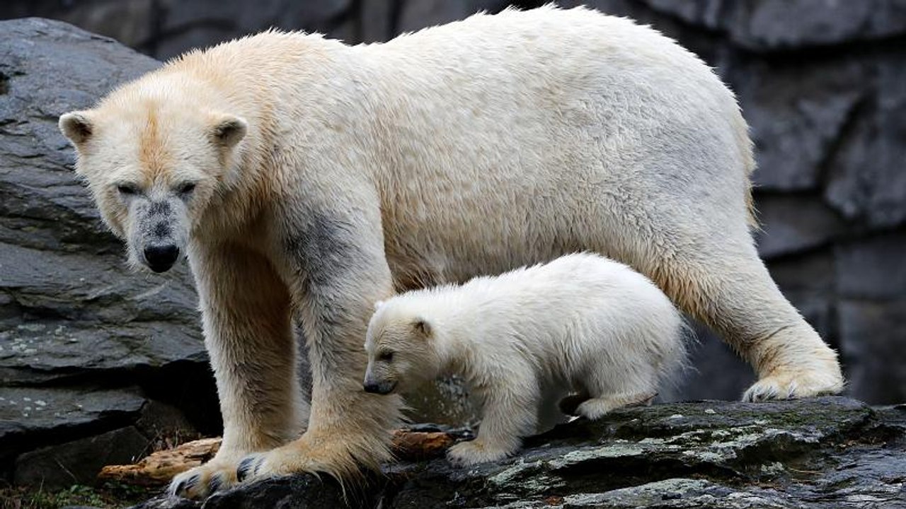 Gestatten: Berlins kleine Eisbärin