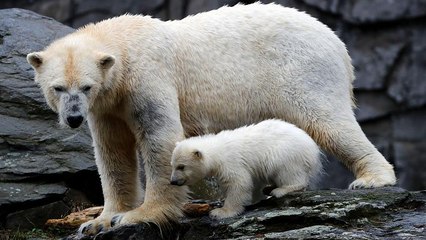 Gestatten: Berlins kleine Eisbärin