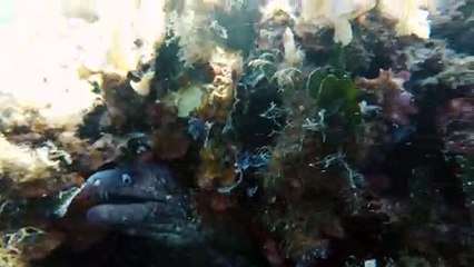 Face to Face with a Moray Eel