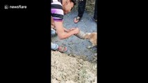 Feral Indian dog rescued after getting its head stuck in jar
