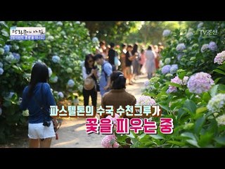 부산 수국축제! 태종사에 핀 수국 터널! [광화문의 아침] 513회 20170629