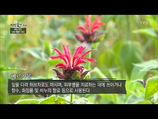 우울증을 없애주는 꽃 ‘베르가못’ [자연愛산다] 13회 20170711