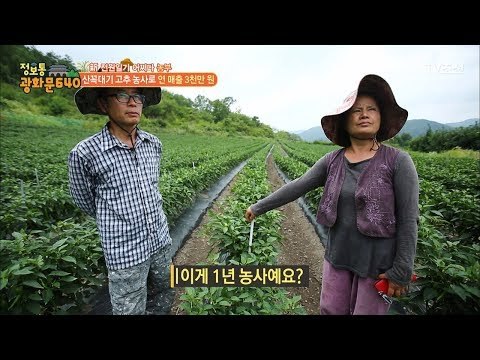산꼭대기 고추 농사로 연매출 3000만원?! [정보통 광화문 640] 9회 20170713