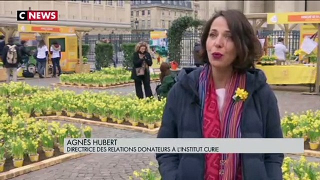 Lutte contre le cancer : lancement de la campagne «Une jonquille pour Curie »