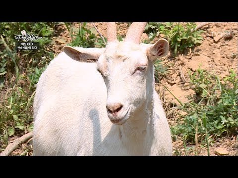 지상렬을 경계하는 우두머리 산양! [자연愛산다] 13회 20170711