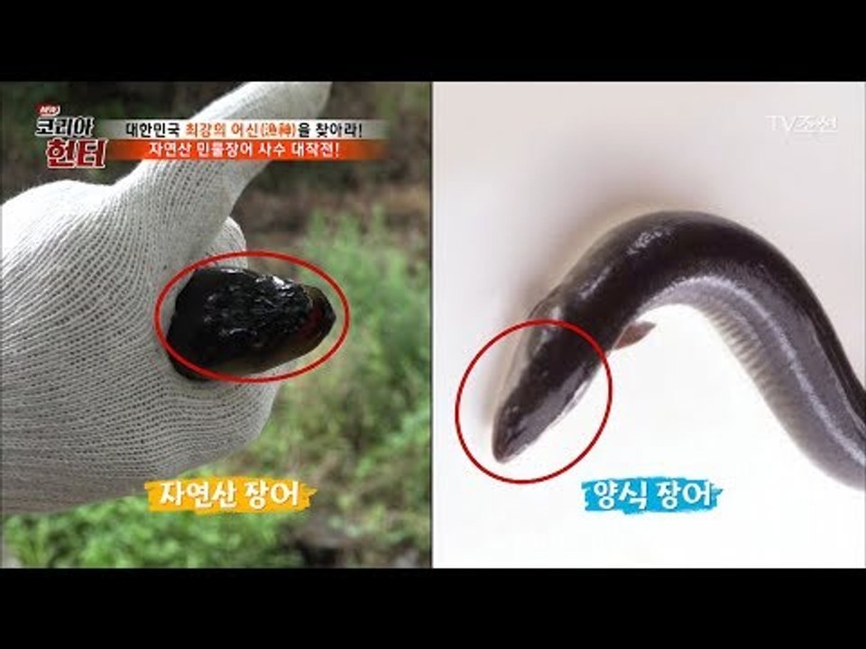 자연산 장어 vs 양식 장어 대가리를 보면 알 수 있다! [뉴 코리아 헌터] 59회...