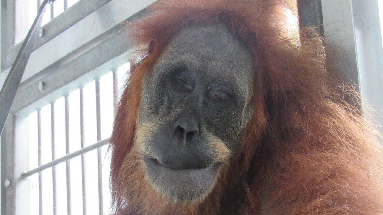 Orangutan Ditembak 74 Peluru