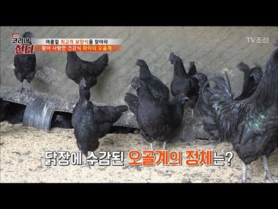 방목해서 키워야 하는 오골계! 그 이유는? [뉴 코리아 헌터] 60회 20170724
