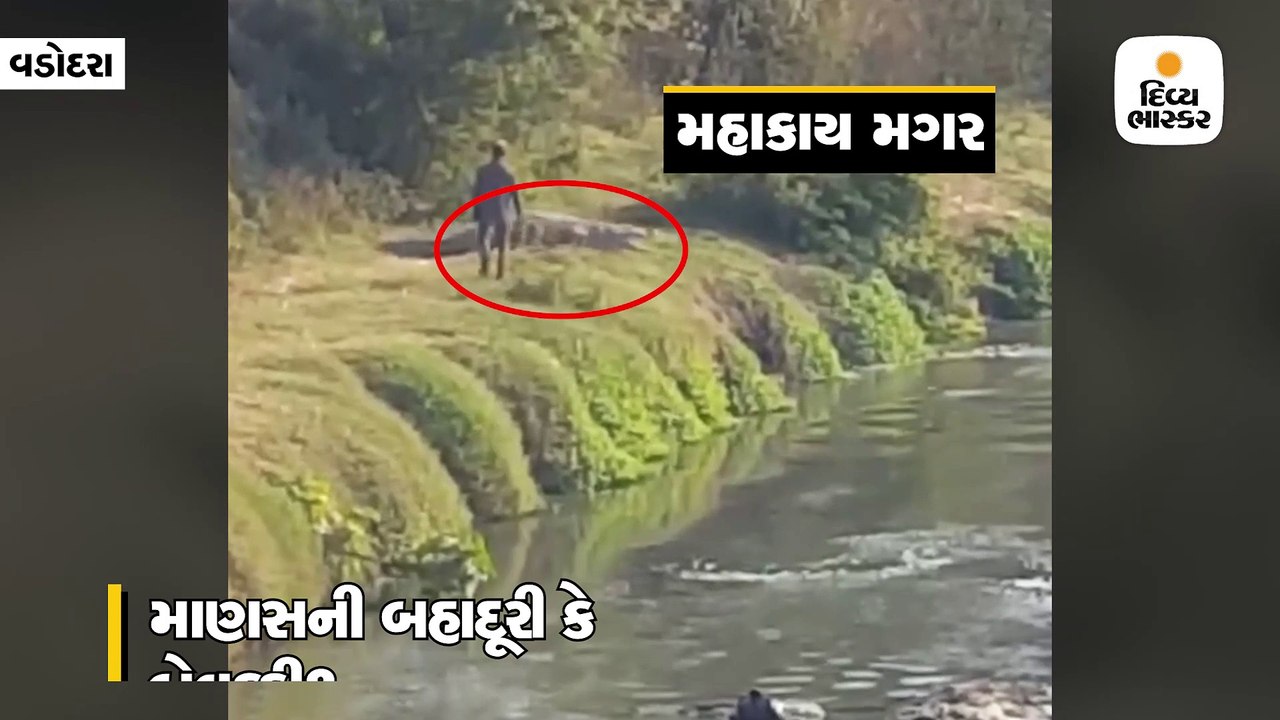 વડોદરાઃ બહાદૂરી કે બેવકૂફી? કિનારા પર આરામ કરતાં મહાકાય મગર પાસે પહોંચ્યો ધૂની યુવાન
