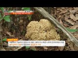 용봉탕의 핵심! 꽃송이 버섯을 발견한 헌터! [뉴 코리아 헌터] 60회 20170724