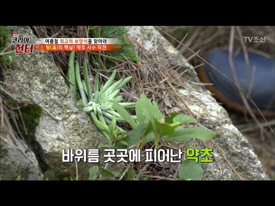 산행 중 만난 오아시스! 바위틈 곳곳에 피어난 ‘와송’! [뉴 코리아 헌터] 60회...