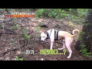 멧돼지 추격 중 카메라가 사라졌다?! [뉴 코리아 헌터] 62회 20170807