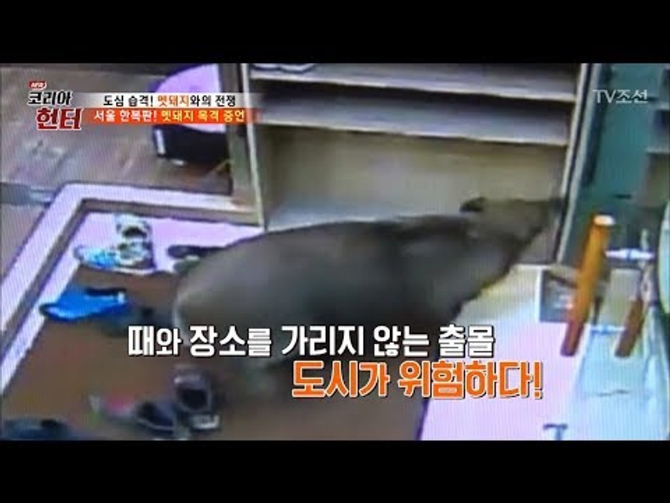 도시가 위험하다! 멧돼지 출몰 사건! [뉴 코리아 헌터] 62회 20170807