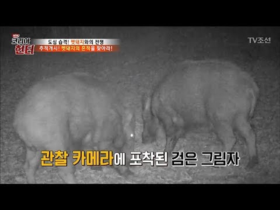 관찰 카메라에 잡힌 멧돼지의 활동! [뉴 코리아 헌터] 62회 20170807