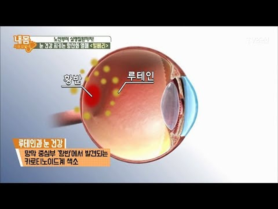 ‘빌베리’ 속 ‘루테인’이 눈 건강을 지킨다! [내 몸 사용설명서] 163회 2017...