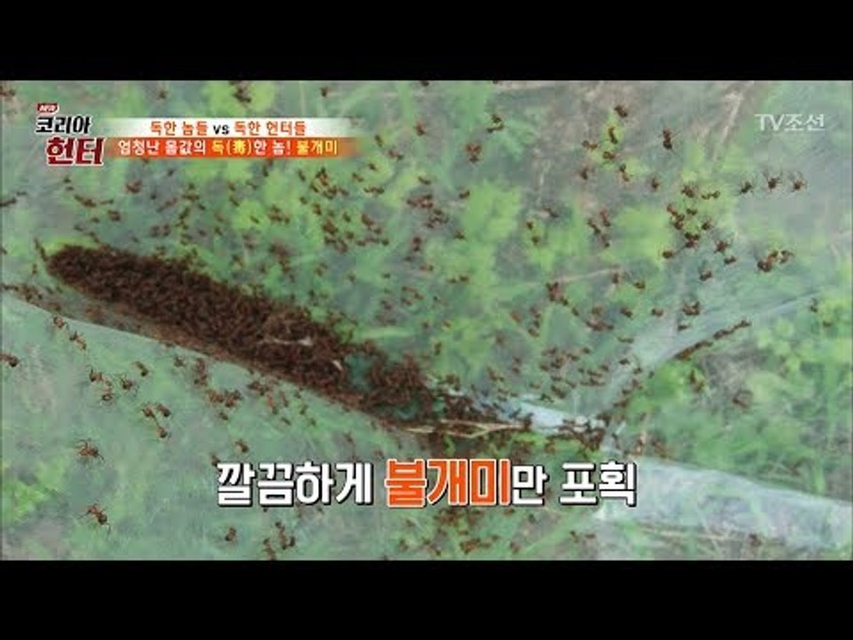 불개미 5g의 가격이 10만 원?! [뉴 코리아 헌터] 61회 20170731