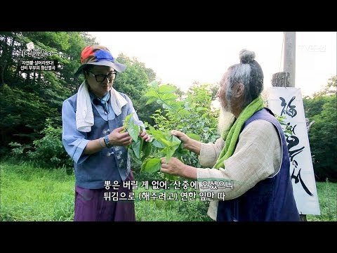 더운 여름에 좋은 뽕잎의 효능! [자연愛산다] 16회 20170801