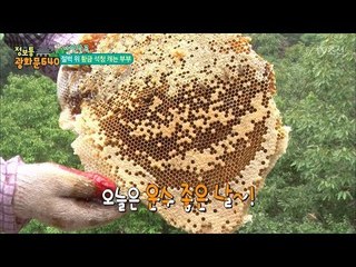 신비의 명약으로 불리는 황금 석청! [정보통 광화문 640] 23회 20170802