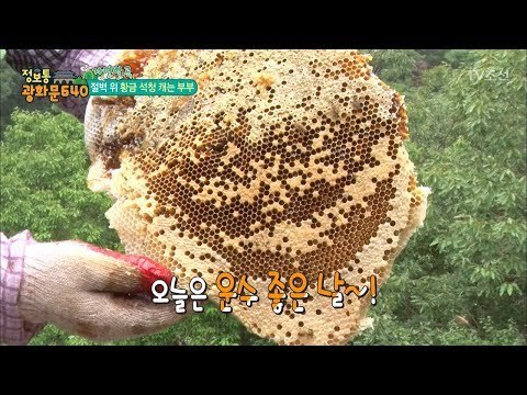 신비의 명약으로 불리는 황금 석청! [정보통 광화문 640] 23회 20170802