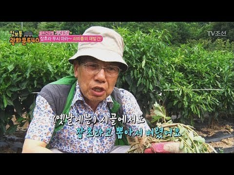 잡초가 아니라 대장암에 좋은 우리몸 지킴이! [정보통 광화문 640] 24회 20170803