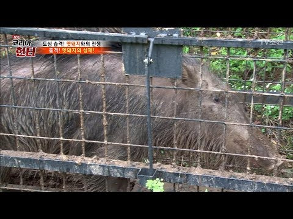 포획틀에 걸린 멧돼지! 무서운 힘! [뉴 코리아 헌터] 62회 20170807