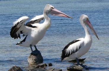 بجعة تتسبب في حبس شاب 7 سنوات