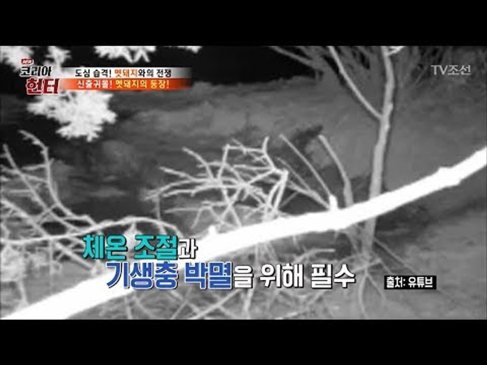 멧돼지 추격 단서! 멧돼지 목욕탕! [뉴 코리아 헌터] 62회 20170807